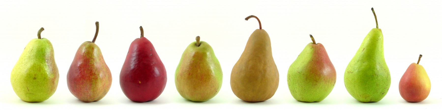 Eight_varieties_of_pears